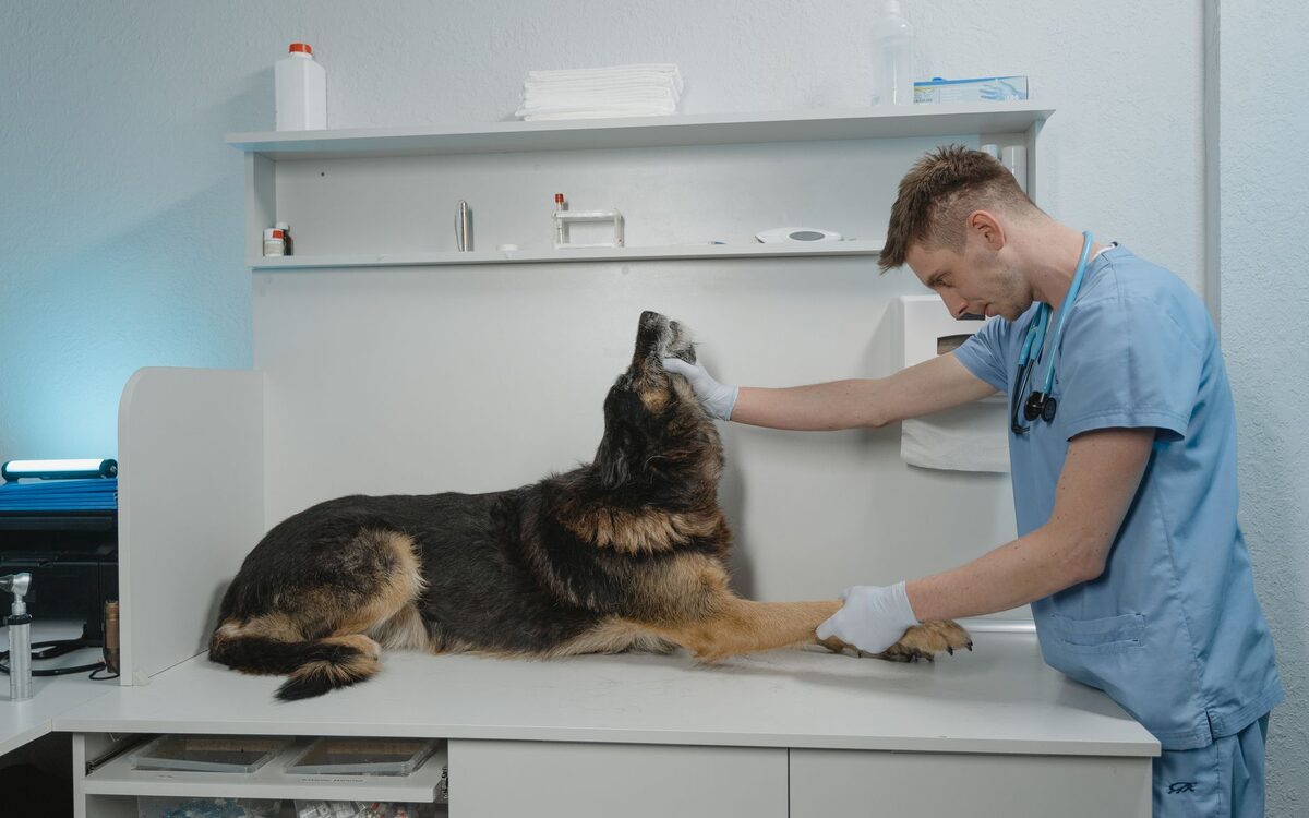 SEO for Veterinarians in Chicago