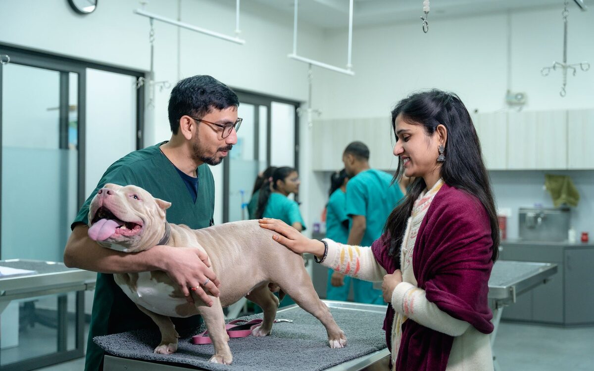 SEO for Veterinarians in Chicago